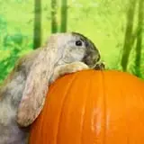 Magnolia Wilds Pumpkin Patch & Fall Fun photo