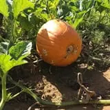 Magnolia Wilds Pumpkin Patch & Fall Fun photo