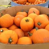 Magnolia Wilds Pumpkin Patch & Fall Fun photo