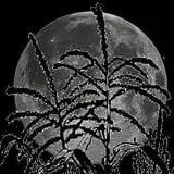 Bonadeo Farms - Full Moon Haunted House photo