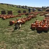 Pumpkins Etc photo