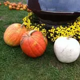 Pumpkins Etc photo