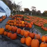 Pumpkins Etc photo