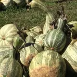 Pumpkins Etc photo