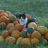 Pumpkins Etc photo