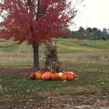 Pumpkins Etc photo