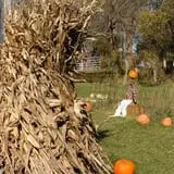 Pumpkins Etc photo