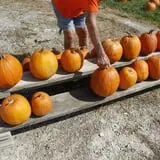 Pumpkins Etc photo