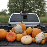 Pumpkins Etc photo