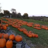 Pumpkins Etc photo