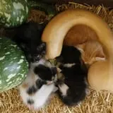 Pumpkins Etc photo