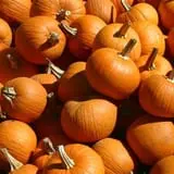 Pumpkins Etc photo