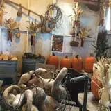 Pumpkins Etc photo