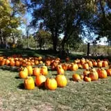 Pumpkins Etc photo