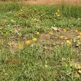 Pumpkins Etc photo