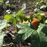 Pumpkins Etc photo