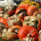 Pumpkins Etc photo