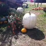 Pumpkins Etc photo