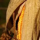 Pumpkins Etc photo