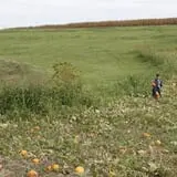 Pumpkins Etc photo
