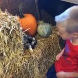 Pumpkins Etc photo
