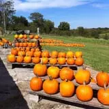 Pumpkins Etc photo