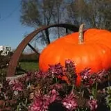 Pumpkins Etc photo