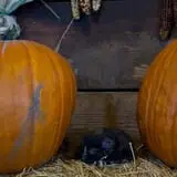 Pumpkins Etc photo