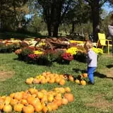 Pumpkins Etc photo