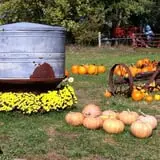 Pumpkins Etc photo