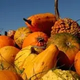 Pumpkins Etc photo