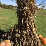 Pumpkins Etc photo