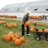 Pumpkins Etc photo