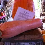 Pumpkins Etc photo