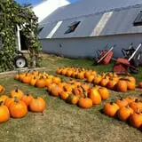 Pumpkins Etc photo