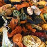 Pumpkins Etc photo
