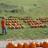 Pumpkins Etc photo