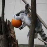 Howloween at the Zoo photo