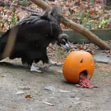 Howloween at the Zoo photo