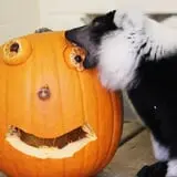 Howloween at the Zoo photo