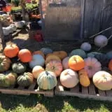 The Pickin' Patch photo