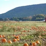The Pickin' Patch photo
