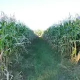 The Pickin' Patch photo