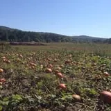The Pickin' Patch photo