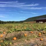 The Pickin' Patch photo