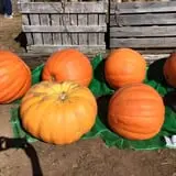 The Pickin' Patch photo