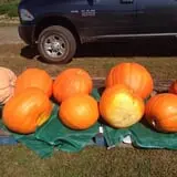 The Pickin' Patch photo