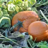 The Pickin' Patch photo
