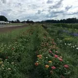 The Pickin' Patch photo