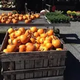 The Pickin' Patch photo